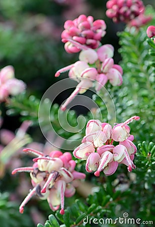Rain drops on pink flowers of the Australian native Grevillea lanigera, family Proteaceae Stock Photo