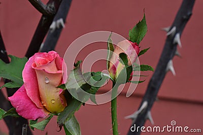 Rain drops on a pink rose Stock Photo