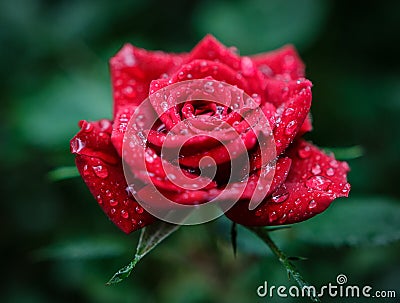 Rain Drops On a Rose Stock Photo