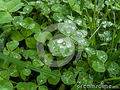 Rain drops on shamrock leaves Stock Photo