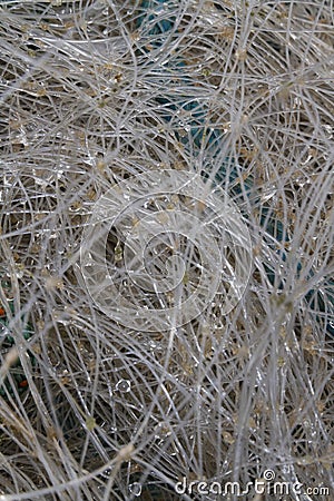 Rain drops suspended in nylon fishing net, macro Stock Photo