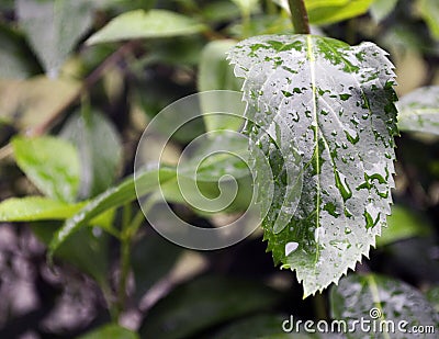 Rain drops on wet green leaves Stock Photo