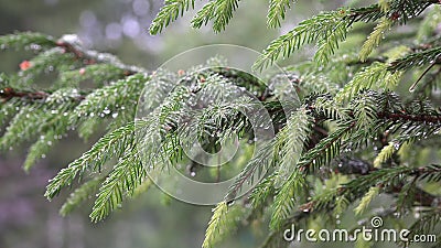 Rain Falling on Coniferous Fir Tree Branch Covered with Water Droplets ...