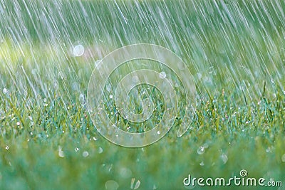 Rain is falling on fresh green grass Stock Photo