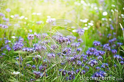 Rain fern phacelia in a field with wild flowers for bees and other insects as food source with nectar Stock Photo