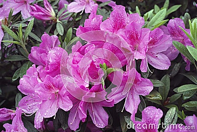 Pink azalea in full bloom Stock Photo