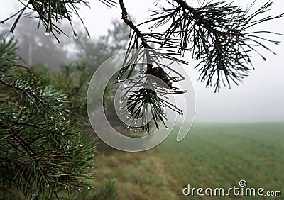 Branches with fir needles and raindrops Stock Photo
