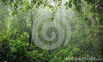 Rain-forest Stock Photo