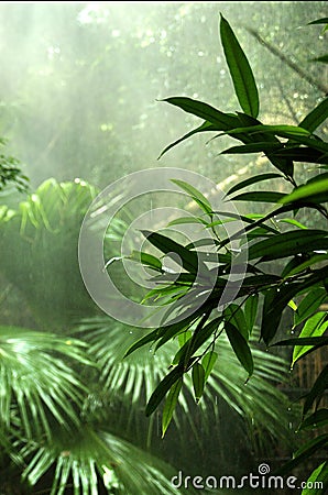 Rainforest Stock Photo