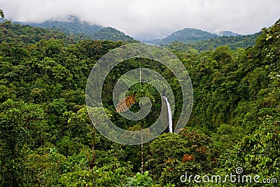 Rain Forest Stock Photo