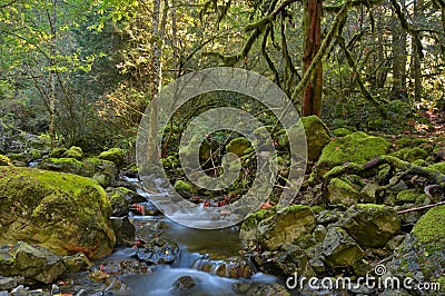 Rain forest and creek Stock Photo