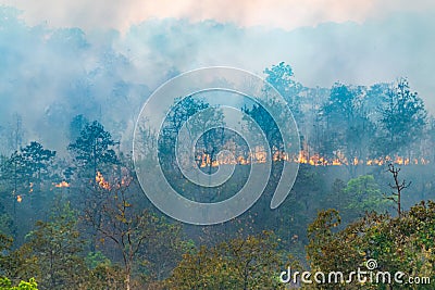 Rain forest fire disaster is burning caused by humans Stock Photo