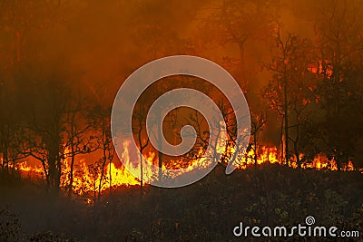 Rain forest fire disaster is burning caused by human Stock Photo