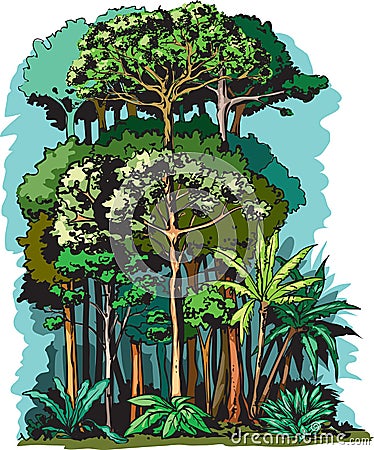 Rain forest layers Vector Illustration