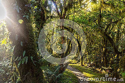 Rain forest on Milford Track in New Zealand with sun rays shining through the foliage Stock Photo