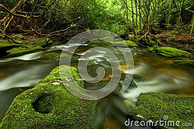 Rain Forest Stream Stock Photo