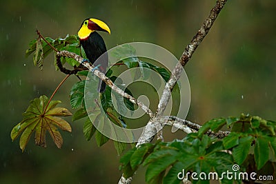 Rain in the forest. Toucan, Big beak bird Chesnut-mandibled sitting on the branch in tropical rain with green jungle background, a Stock Photo