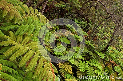 Rain forest vegetation Stock Photo