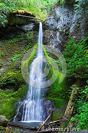 Rain Forest Waterfall in Olympic National Park Stock Photo