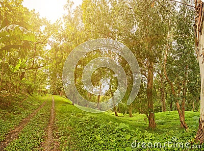 Rain-forest Stock Photo