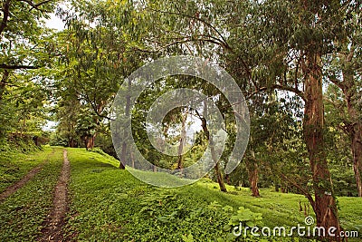 Rain-forest Stock Photo