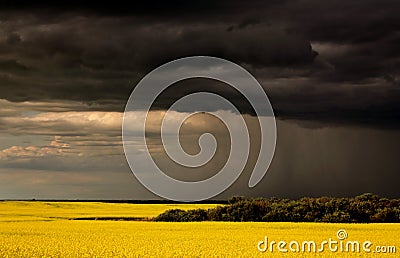 Rain front approaching Saskatchewan canola crop Stock Photo