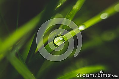 Rain frops on the green grass leaves Stock Photo