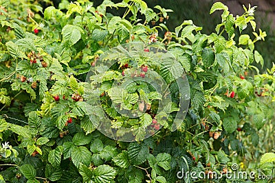 Rain generously pours ripening garden and shrubs of growing raspberries Stock Photo