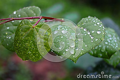 After the rain, the green leaves are so ripe they seem to be dripping Stock Photo