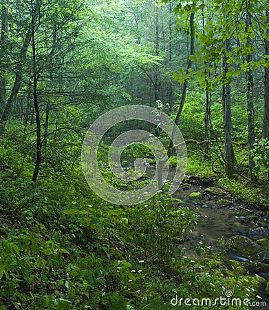 After a Rain, Greenbrier, TN Stock Photo