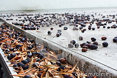 Rain gutter completely clogged with leaves and olives Stock Photo