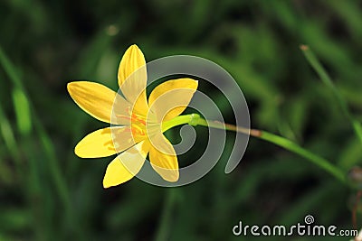 Rain lilly yellow flower Stock Photo