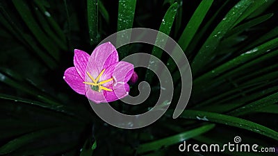 Rain Lily Flower And Another Name Is Zephyranthes Minuta Stock Photo