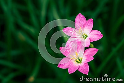 Zephyranthes Lily, Fairy Lily, Little Witches. Stock Photo