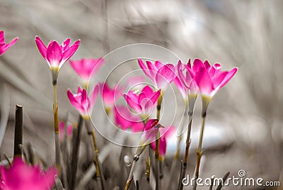 Rain lily or Zephyranthes Lily flower Stock Photo