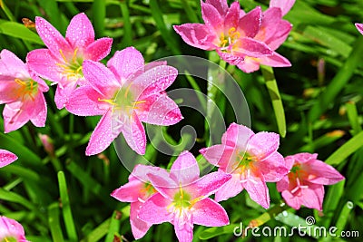 The Rain Lily or Zephyranthes spp. flower Stock Photo