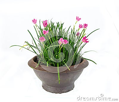 Rain Lily -Zephyranthes spp. flower in flower pot on white Stock Photo