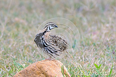 Rain Quail or Coturnix coromandelica. Stock Photo