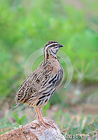 Rain Quail or Coturnix coromandelica. Stock Photo