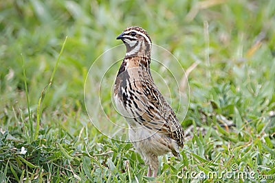 Rain Quail Coturnix coromandelica Birds of Thailand Stock Photo