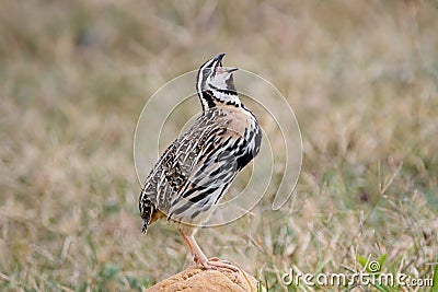 Rain Quail Coturnix coromandelica Male Birds Calling Stock Photo