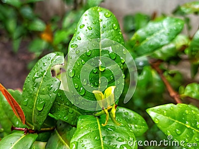 Rain's Embrace: Glistening Leaves Adorned with Water Droplets Stock Photo