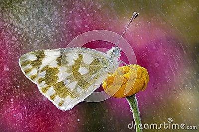 The butterfly in the rain Stock Photo