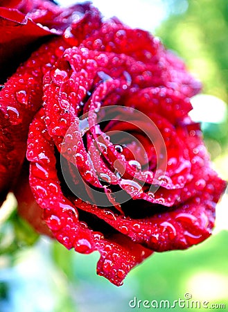 Rain soaked rose Stock Photo