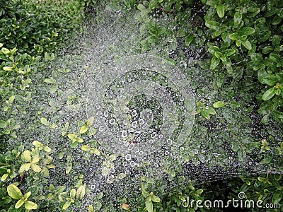 Rain Soaked Spiderweb Stock Photo