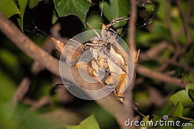 Rain Spider Palystes superciliosus on egg cocoon 8421 Stock Photo