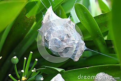 A rain spider's nest hanging between plant leaves Stock Photo