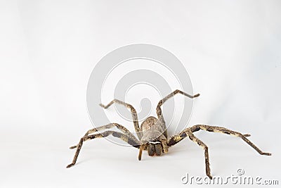 Rain Spider on white background Stock Photo