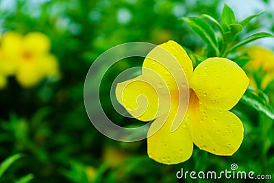 After rain stopped, this yellow flower is very beautiful. Stock Photo