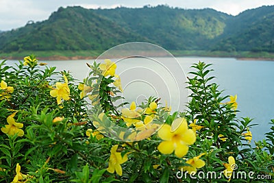 After rain stopped, this yellow flower is very beautiful. Stock Photo